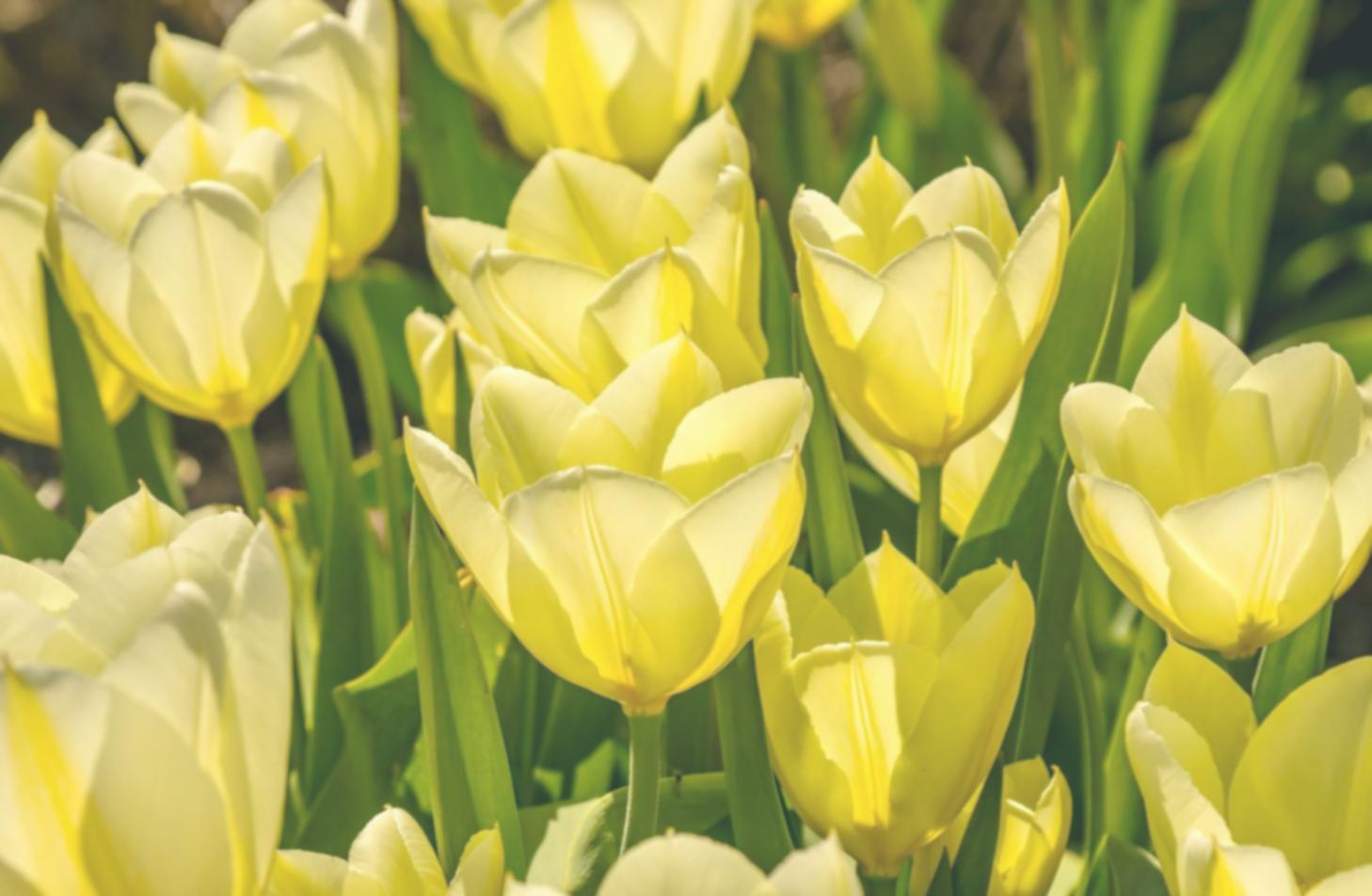 Professional flower arrangement and delivery process